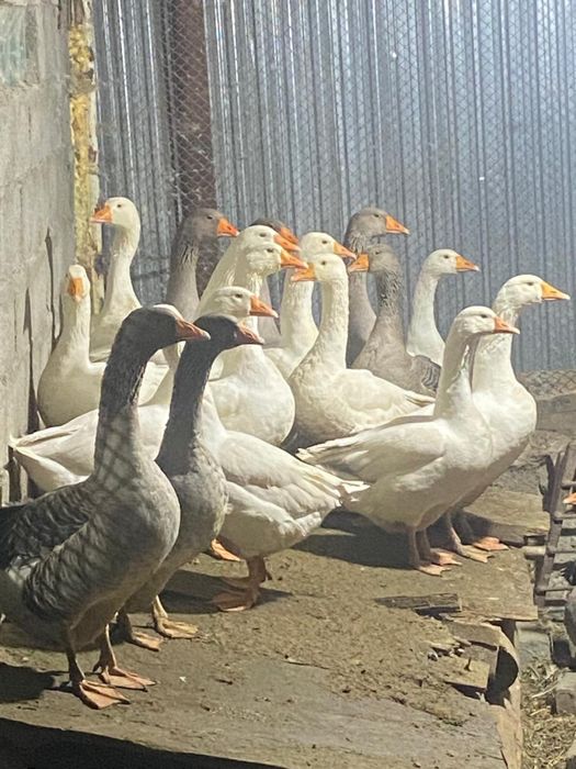 Продам гусей!!! Қазылар сатамын!!!