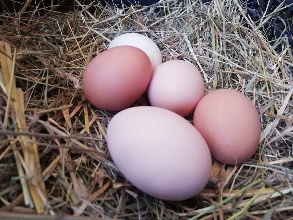 Ouă de casă - Șercăița