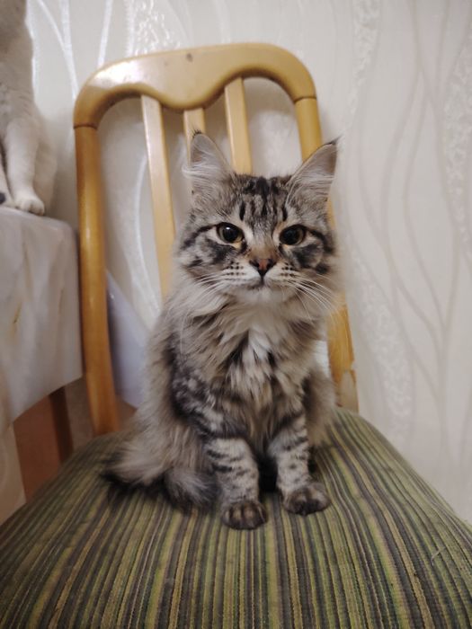 Отдам кошек котов котят