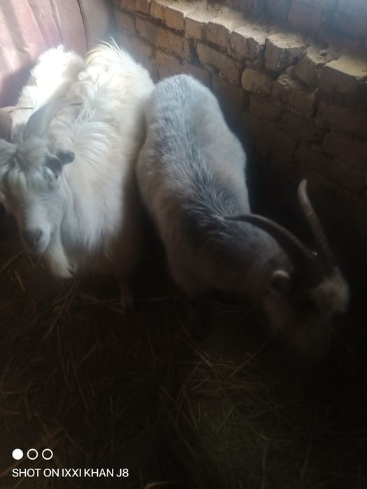 Продам козы Ешки