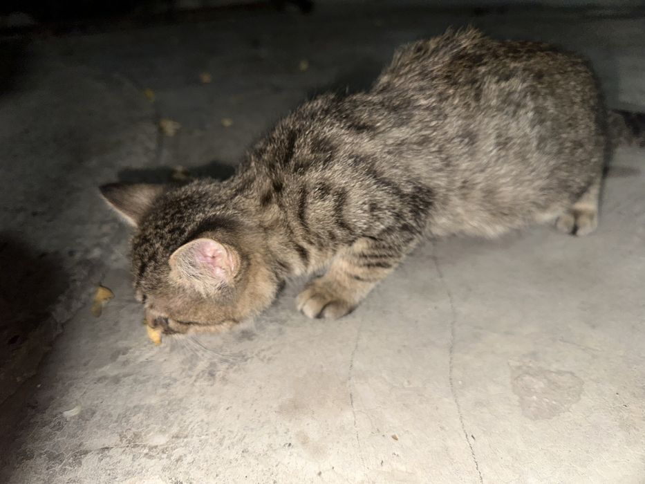 Отдаем котенка в хорошие руки