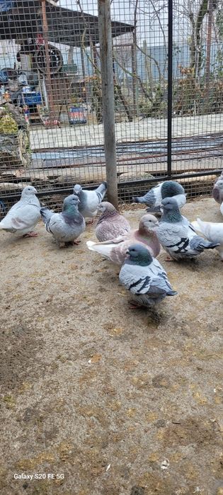 Porumbei standard românesc