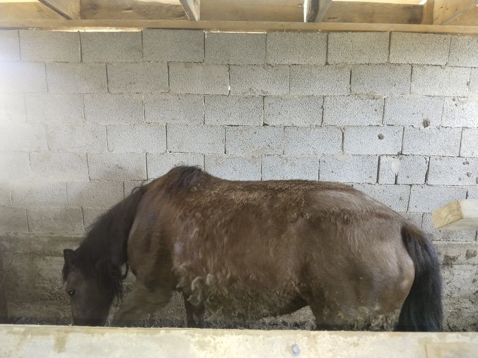 Бие сатылады откорымда баиланган