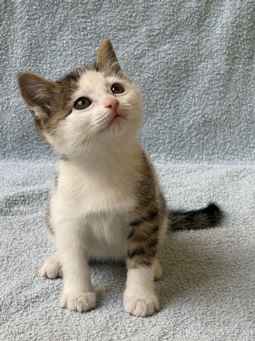 Котенок в добрые руки