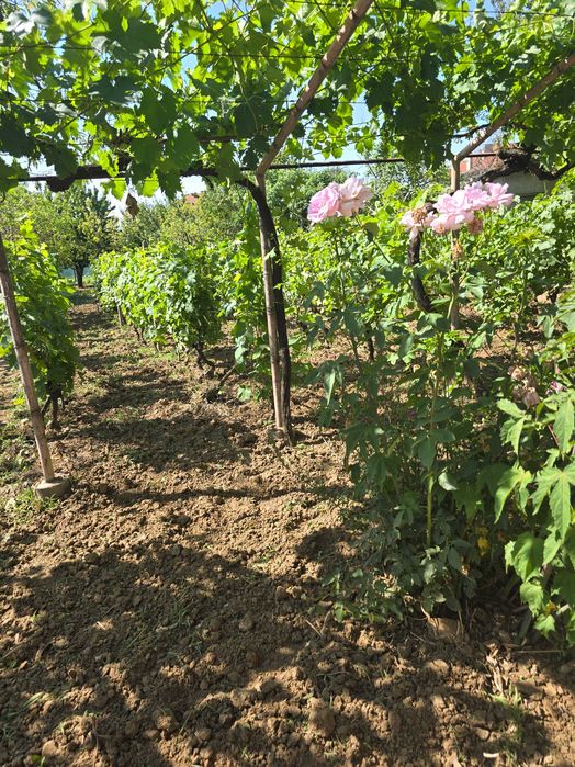 Продава се Къща в с. Калипетрово, Област Силистра - 45 кв.м за 680 €/кв.м - Снимка #19