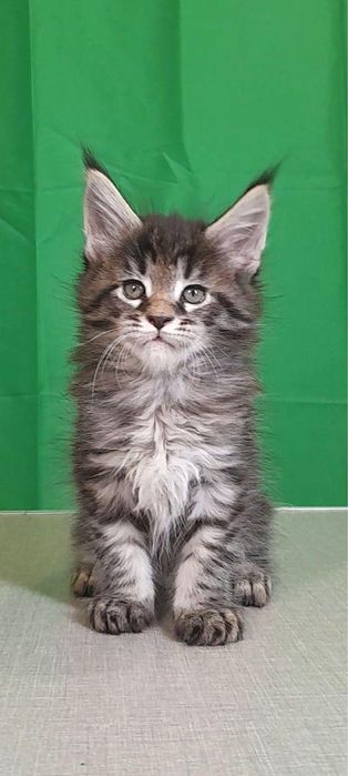 Maine coon femelă