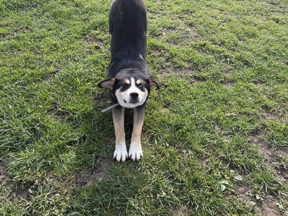 Donez cateluş huskey amestecat cu caine lup