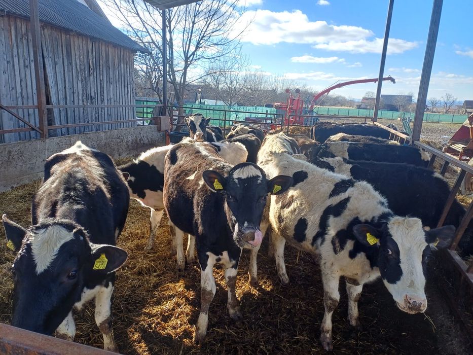 Juninci holstein 17 capete