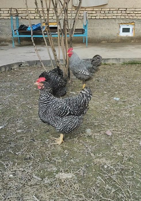 Пиламитрок Амрокс тухумларига заказ оламиз