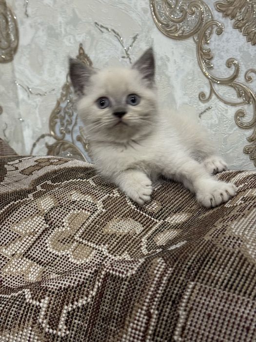 Срочно Продается Котята