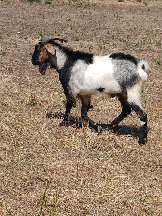 Țap mior de vânzare