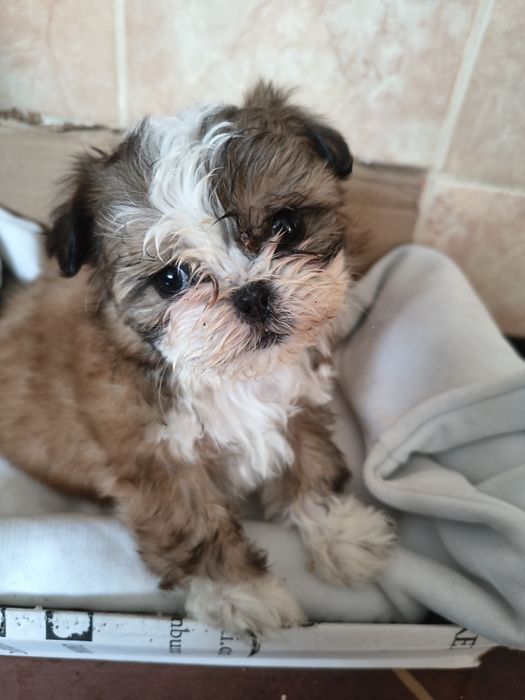Shih tzu Talie mica