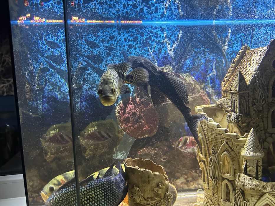 Продам красивый аквариум