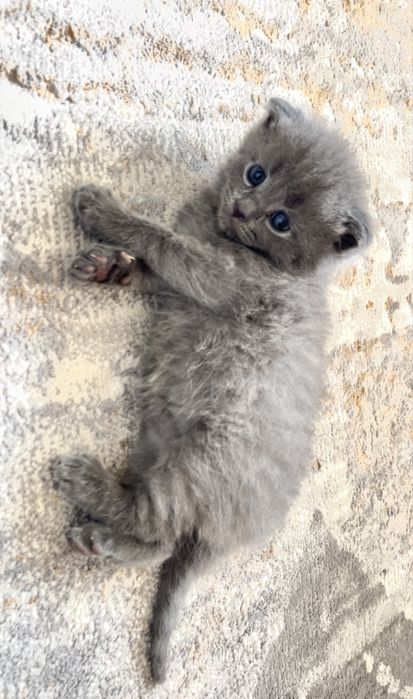 Шотлански висалухий