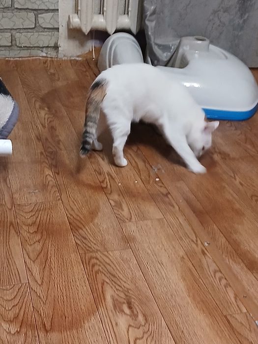 Дарю девочку стерелизованую