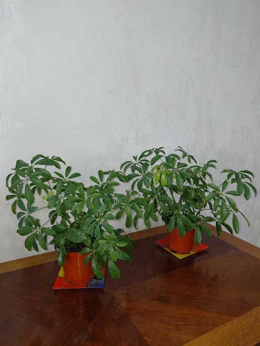 Комнатные растения