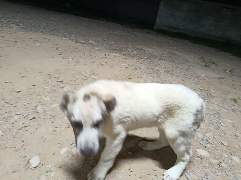 чистый Алабай щенок