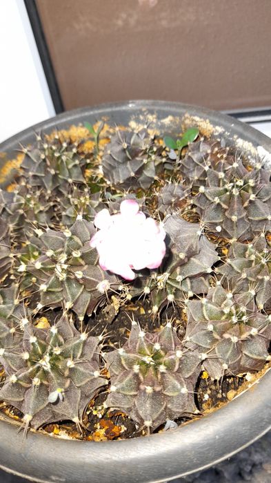 Кактусы  продам цветущие детки