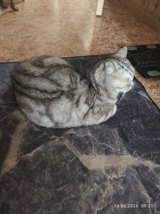 Домашний кот. ___