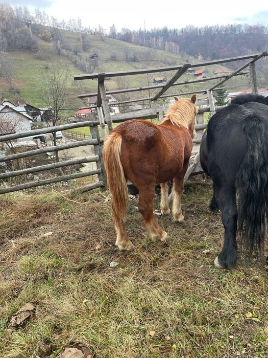 Manz de 7 luni si iapa de 2,5 ani