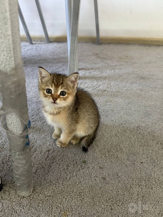 Mushuk sotiladi 2 dona Продаются котята