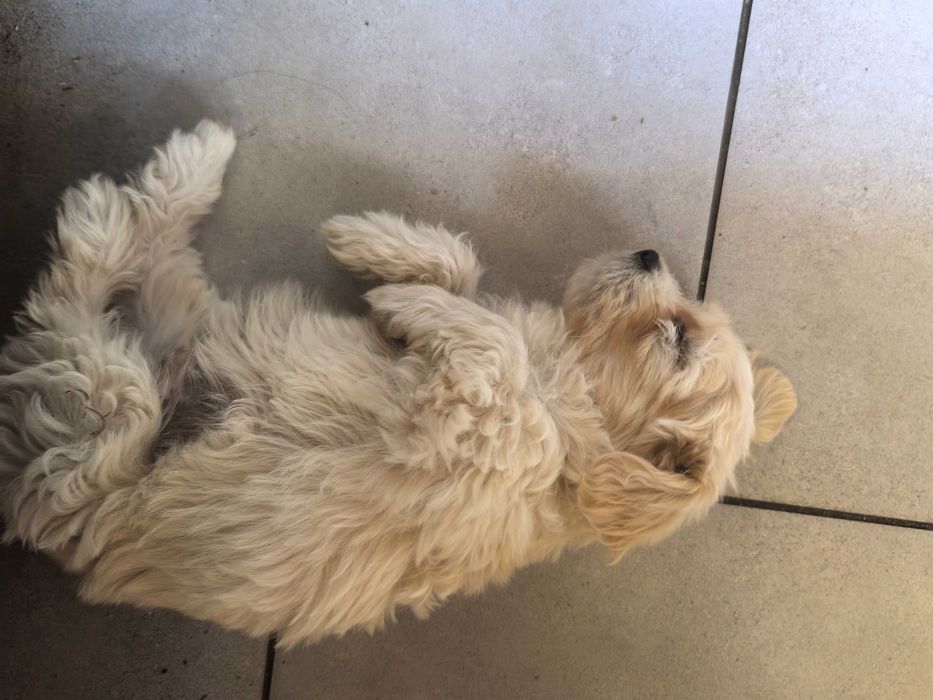 Pui caine bichon