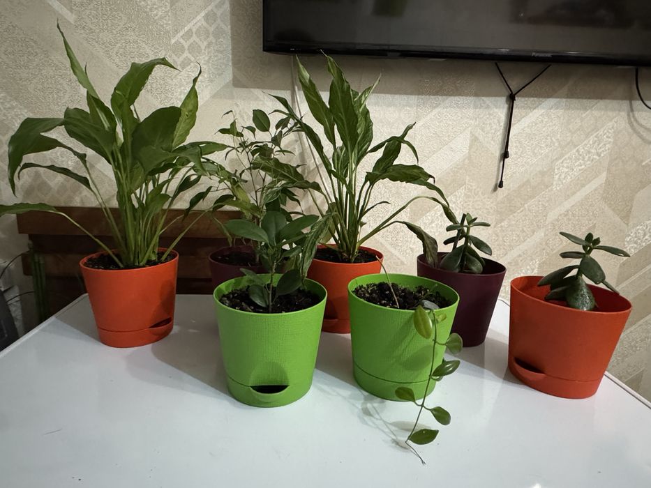 В продаже комнатные цветы! Цены самые доступные