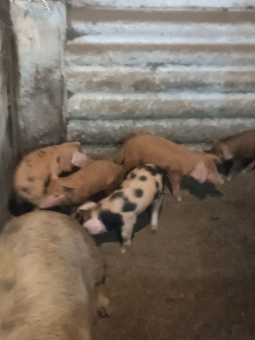 Продам поросят две линии