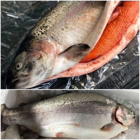 Форель охлажденая свежая