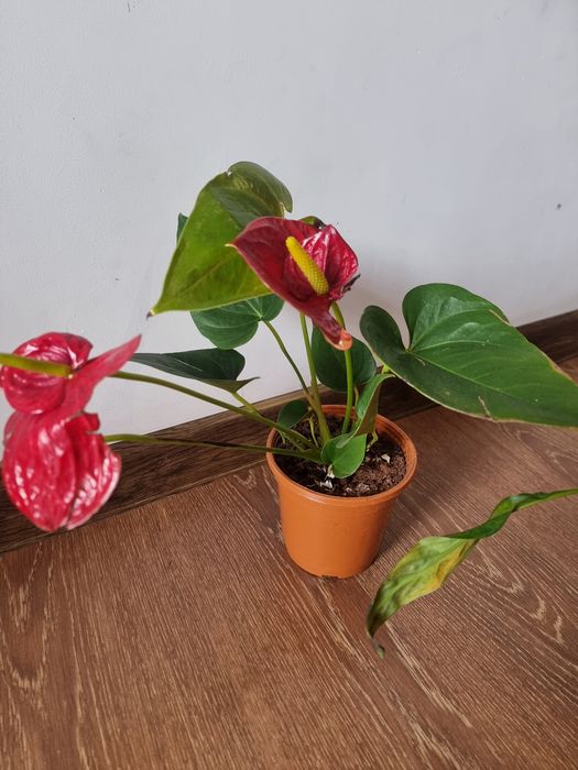 Антуриум Мужское Счастье Спатифилиум по 45 тис сум
Юнусобод 17-квартал