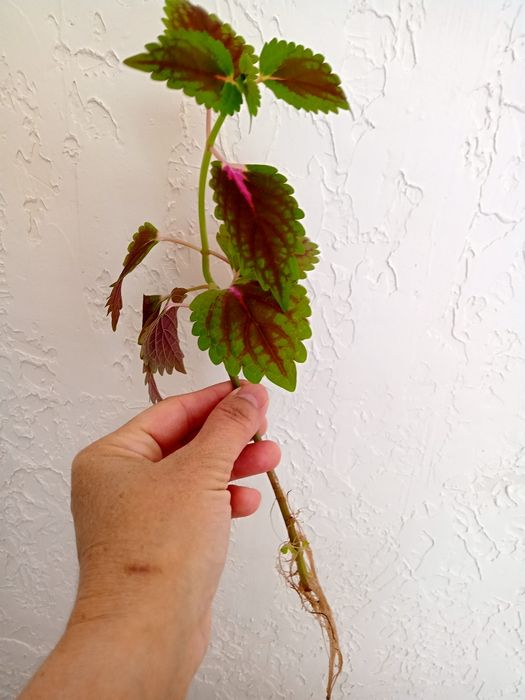 Продам колеус по 400 тг