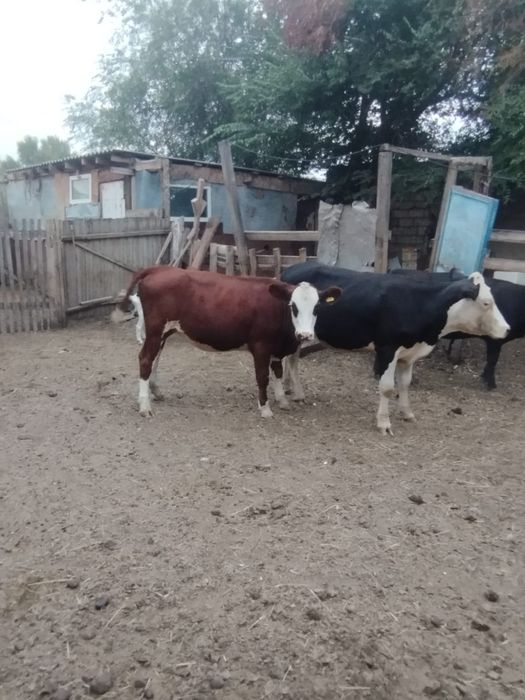 Продам молодняк звоните