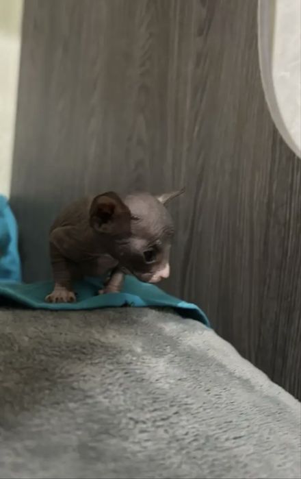 Сфинксы котятааа