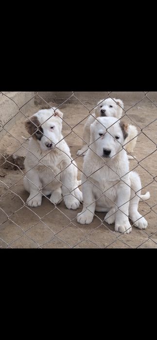 Алабай қарабасик күшіктер