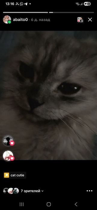 Кошка  8 месяцев