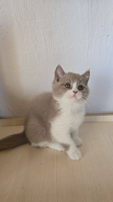 Британски котки късокосмести