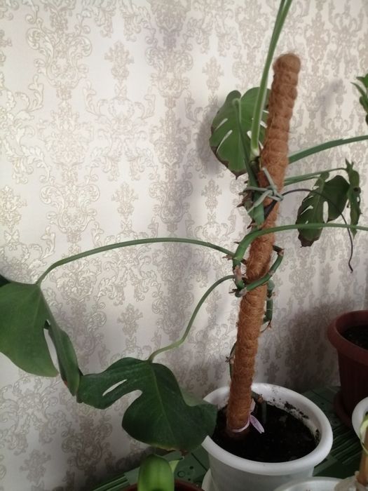 Продаются домашние цветы