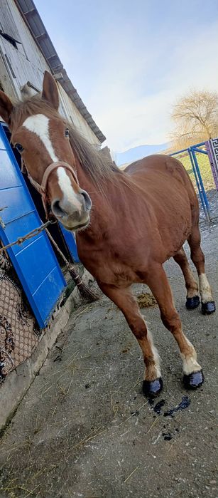 Iapă bună de ham teri ani