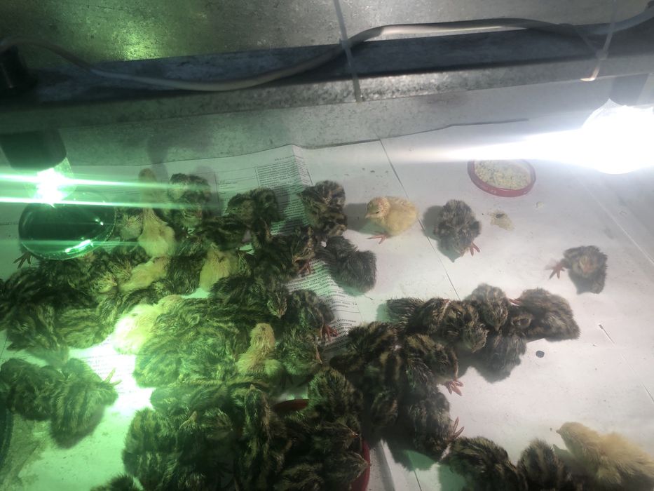 Продам брудера для циплят и перепелов