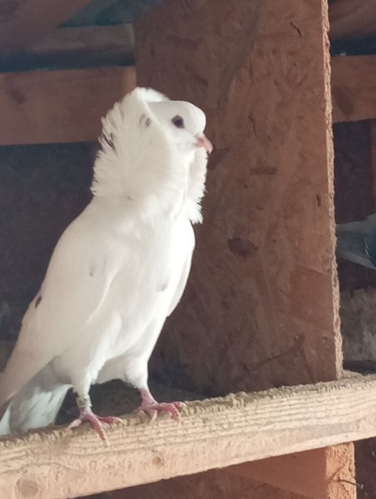 Vând porumbei Capucini