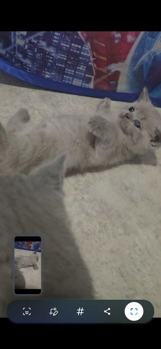 Британские котята
