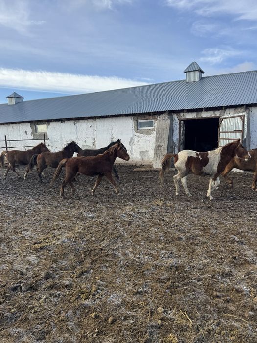 Продам лошадей тай