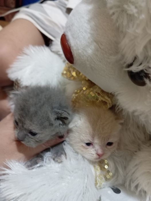 Shotlandiya mushuklar sotiladi