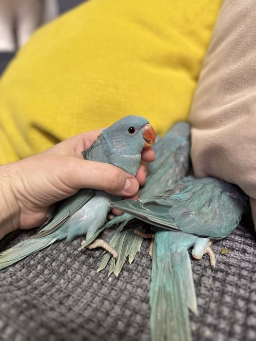 Ожереловый синий попугай