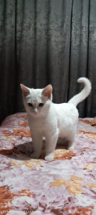 Срочно в хорошие добрые руки бесплатно красавица