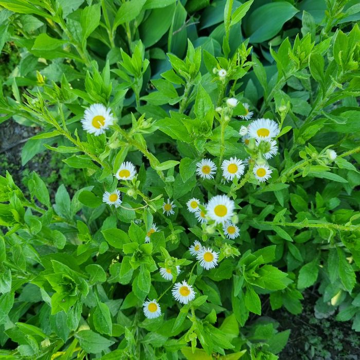 Эксклюзивные букеты(Eksklyuziv buketlar)