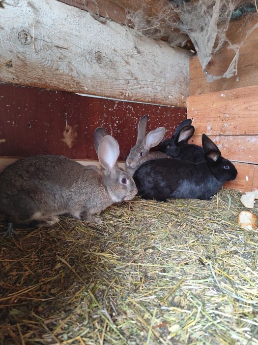 Iepurași de vânzare