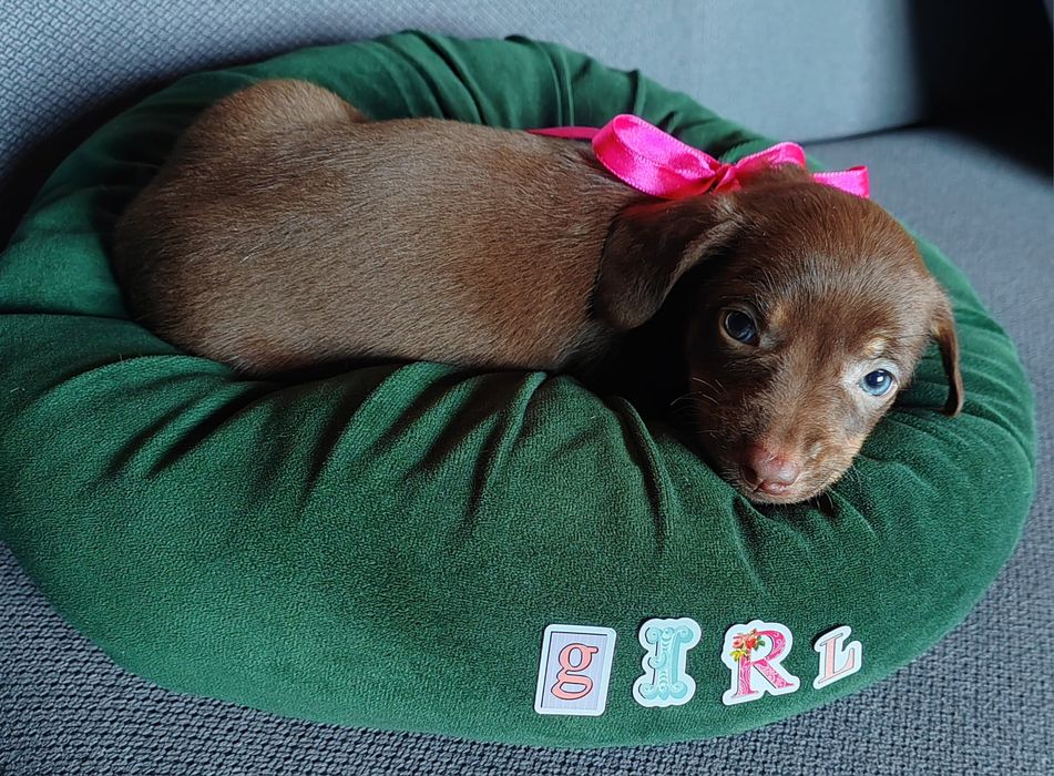 Caine Teckel Dachshund