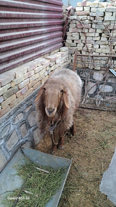 Соглом катта кучкор кочкор qochqor quchqor