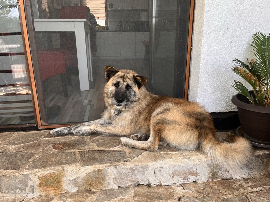 Donez catel cuminte si jucaus